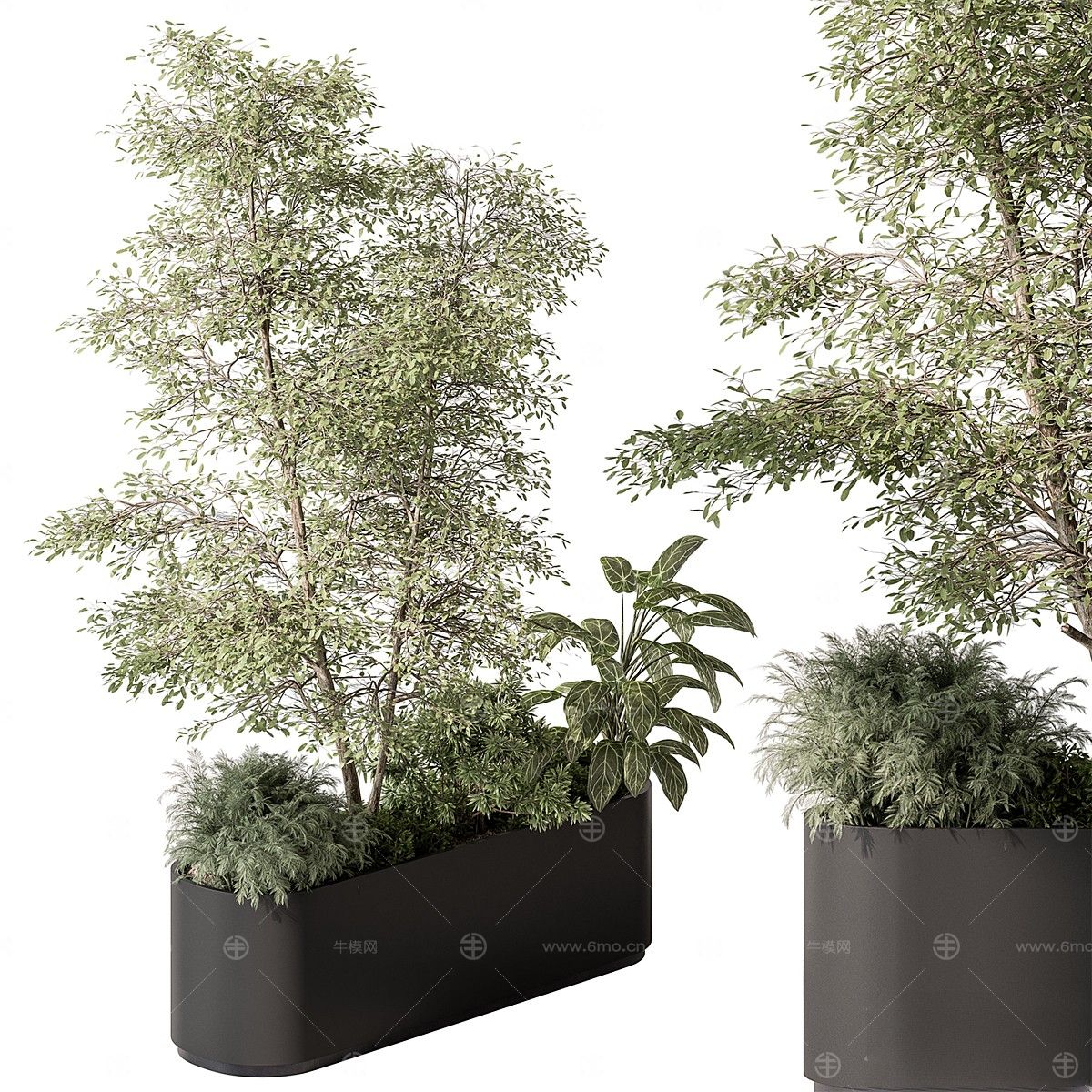 现代植物花草,植物盆栽