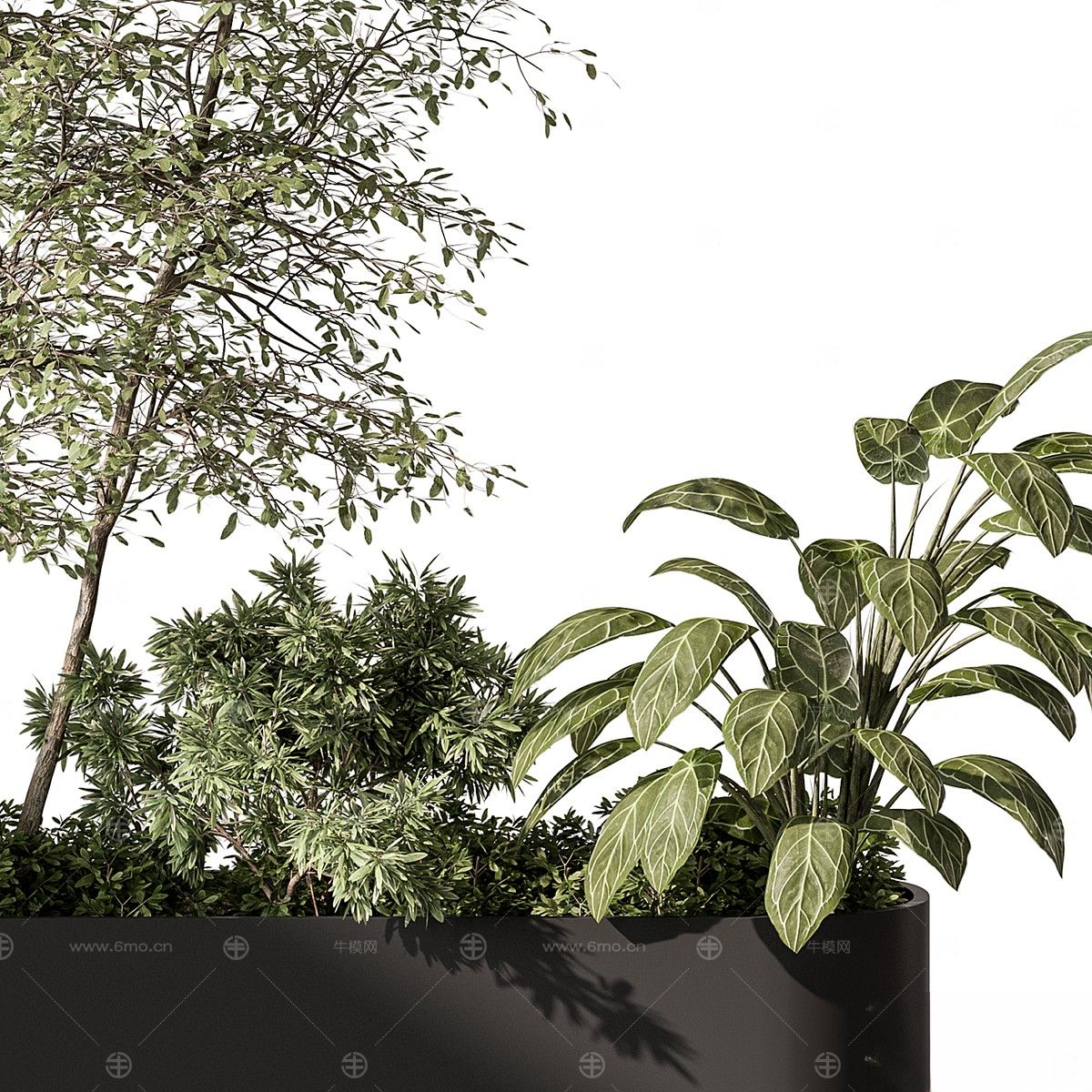 现代植物花草,植物盆栽