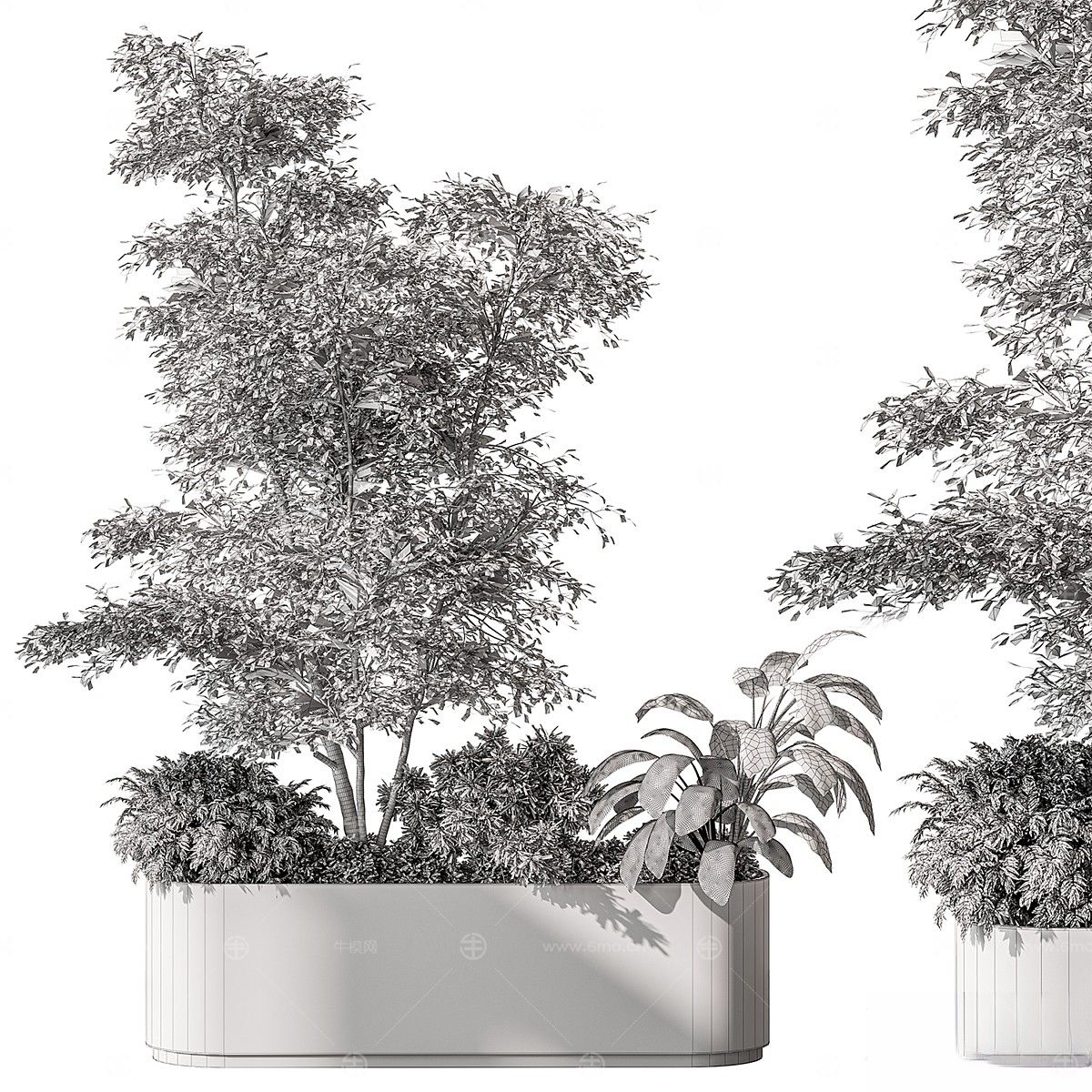 现代植物花草,植物盆栽