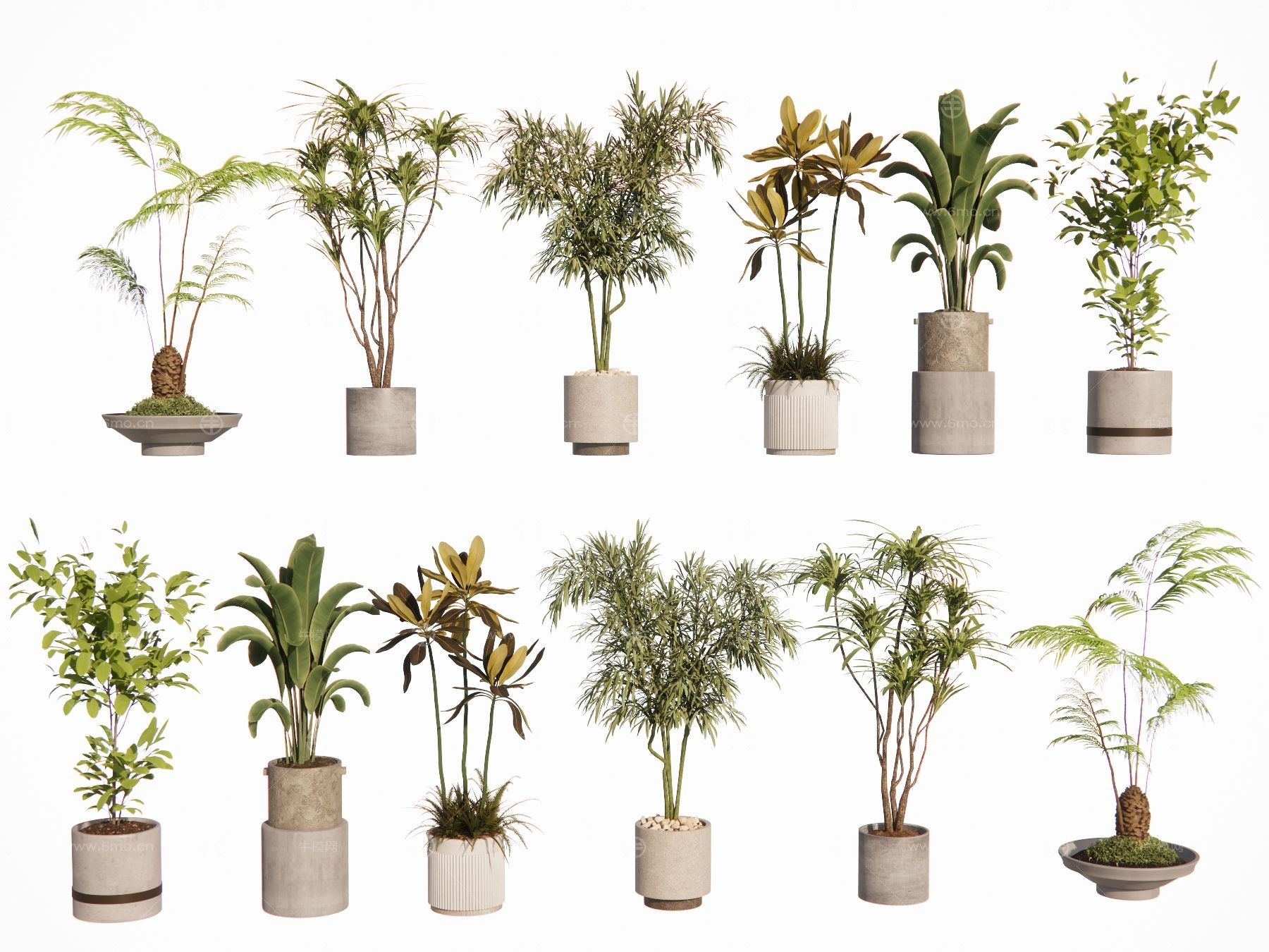 现代室内盆栽景观植物热带植物花盆摆件家居植物绿植盆景芭蕉棕榈散尾葵