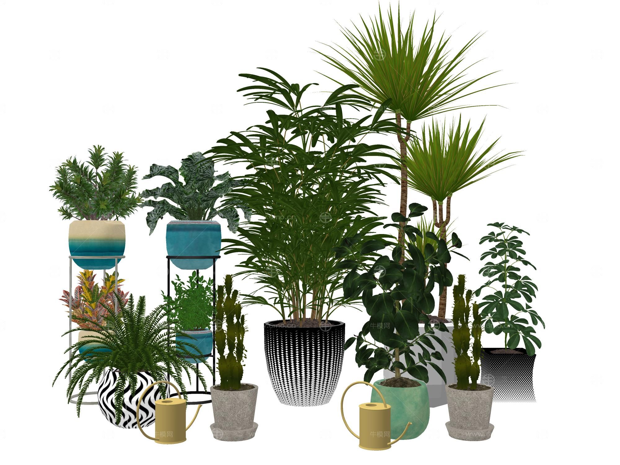 室内盆栽热带植物花盆摆件家居植物绿植盆景仙人掌龙血树油皮树
