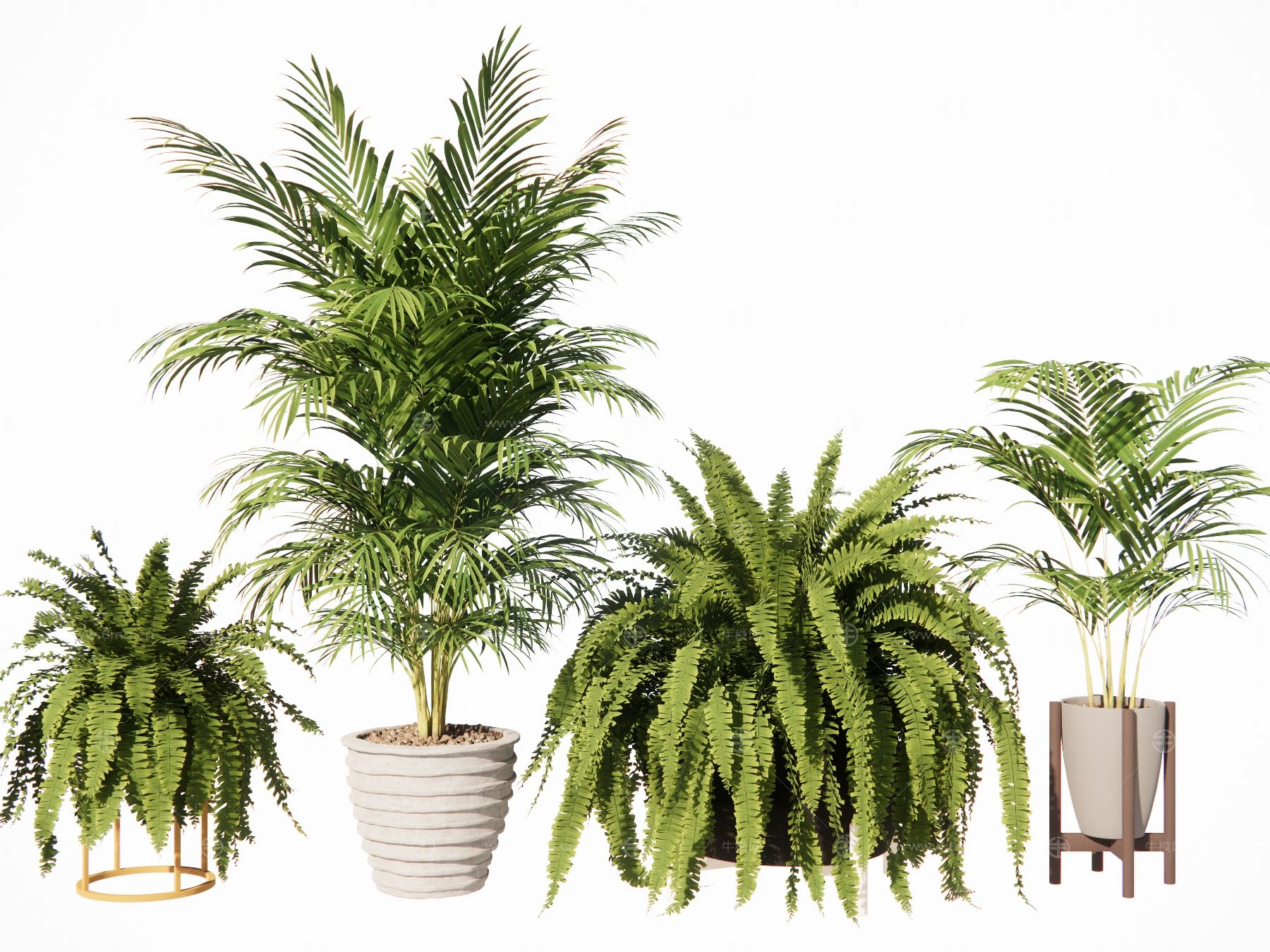 现代植物室内盆栽盆景热带植物散尾葵蕨类植物盆栽
