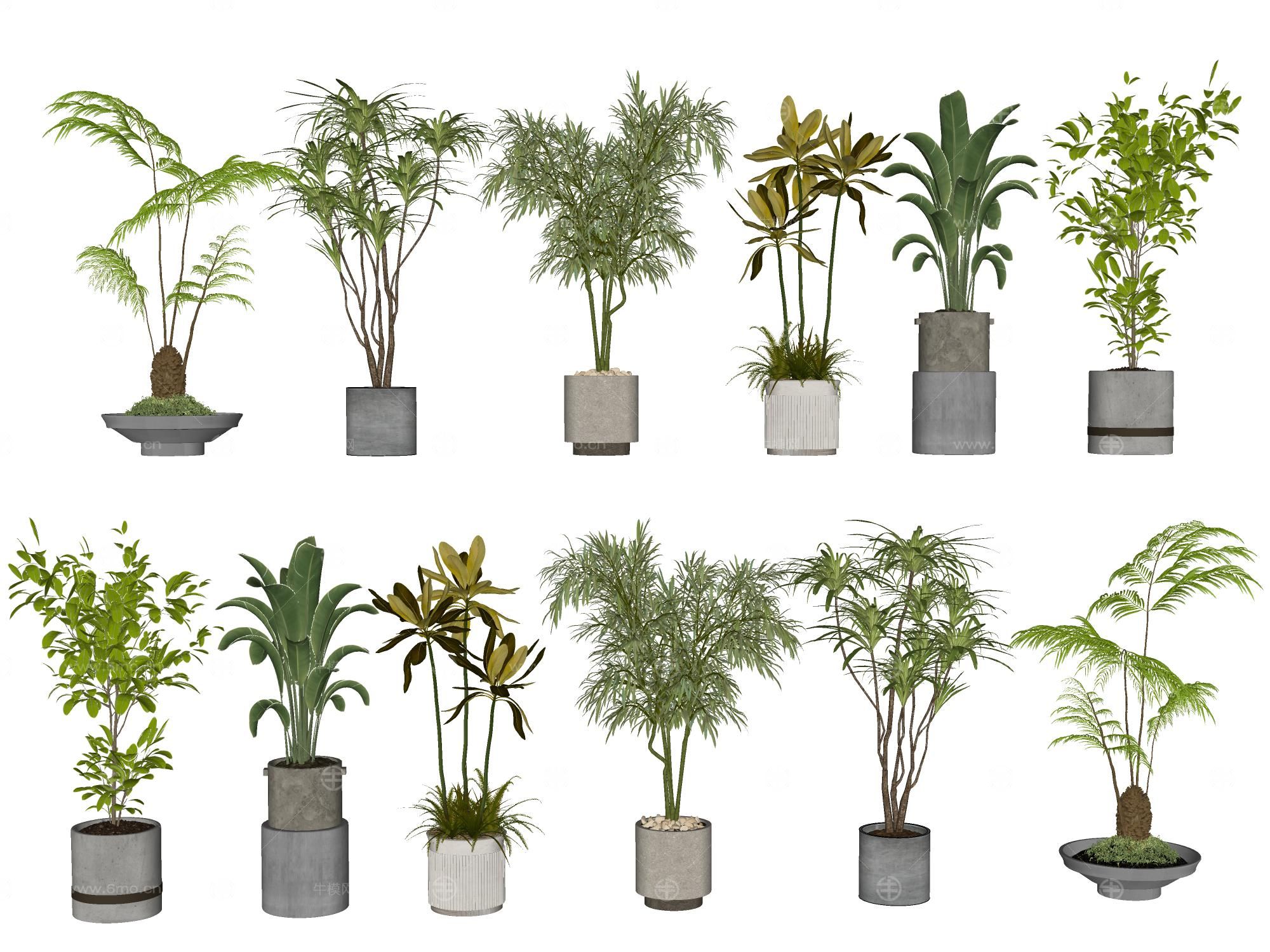 现代室内盆栽景观植物热带植物花盆摆件家居植物绿植盆景芭蕉棕榈散尾葵