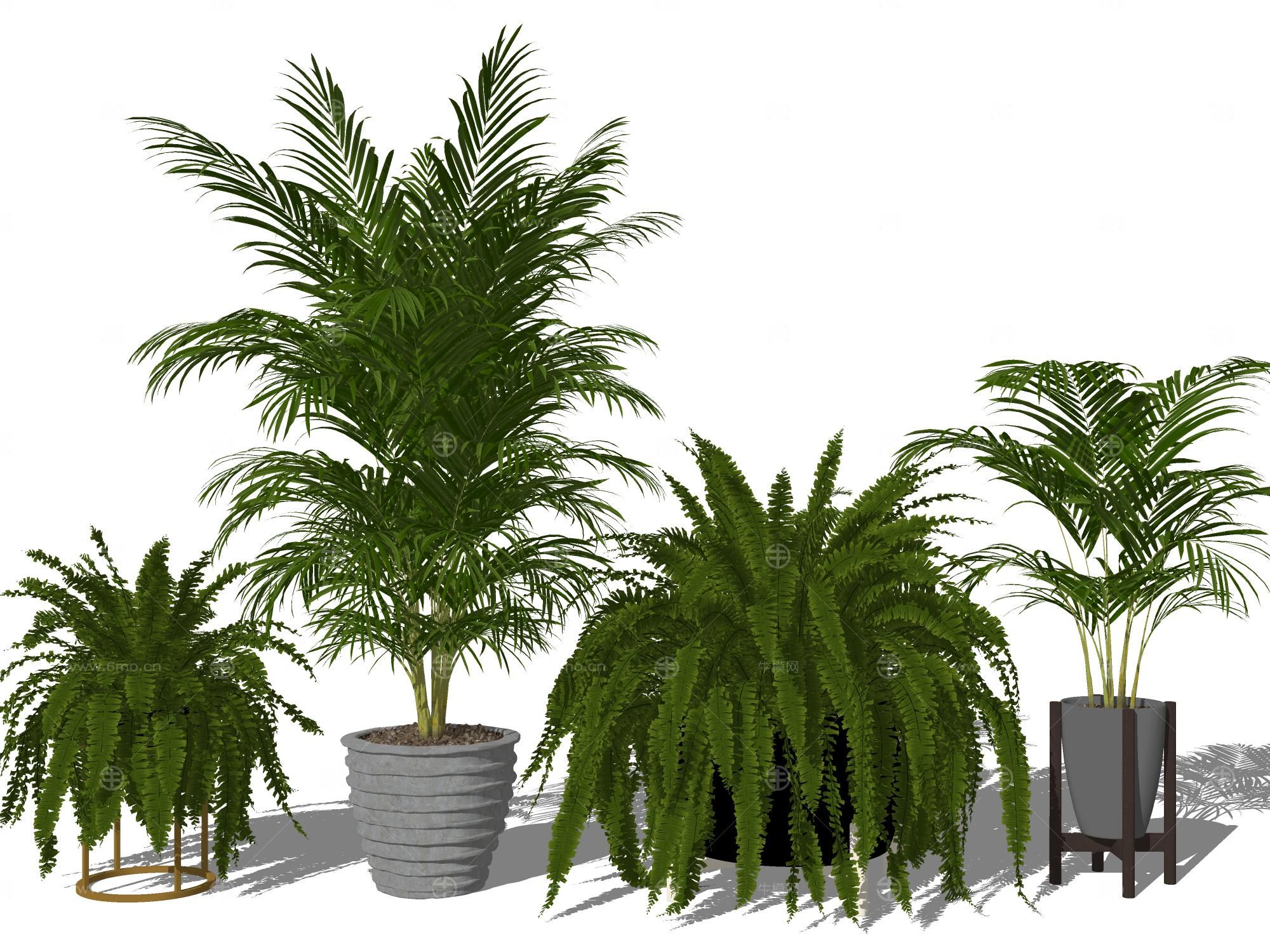 现代植物室内盆栽盆景热带植物散尾葵蕨类植物盆栽
