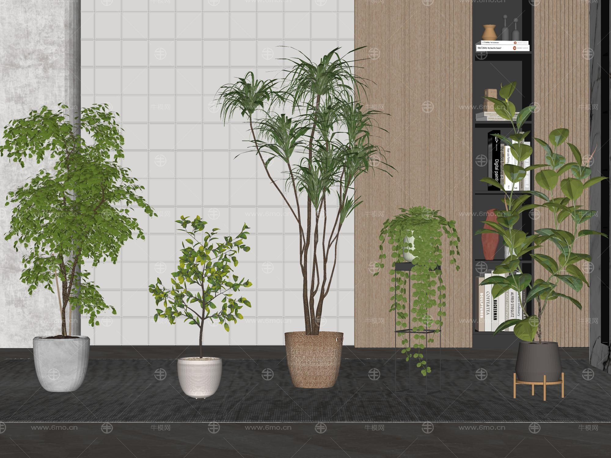 现代绿植摆件盆栽绿植盆景植物景观绿植家居植物南天竹龙血树