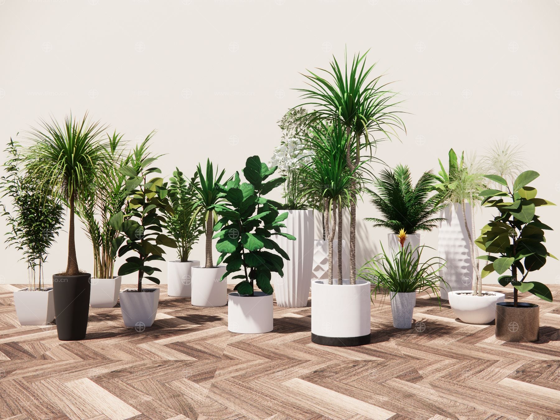 现代室内盆栽景观植物热带植物花盆摆件家居植物绿植盆景花卉龙血树橡皮树