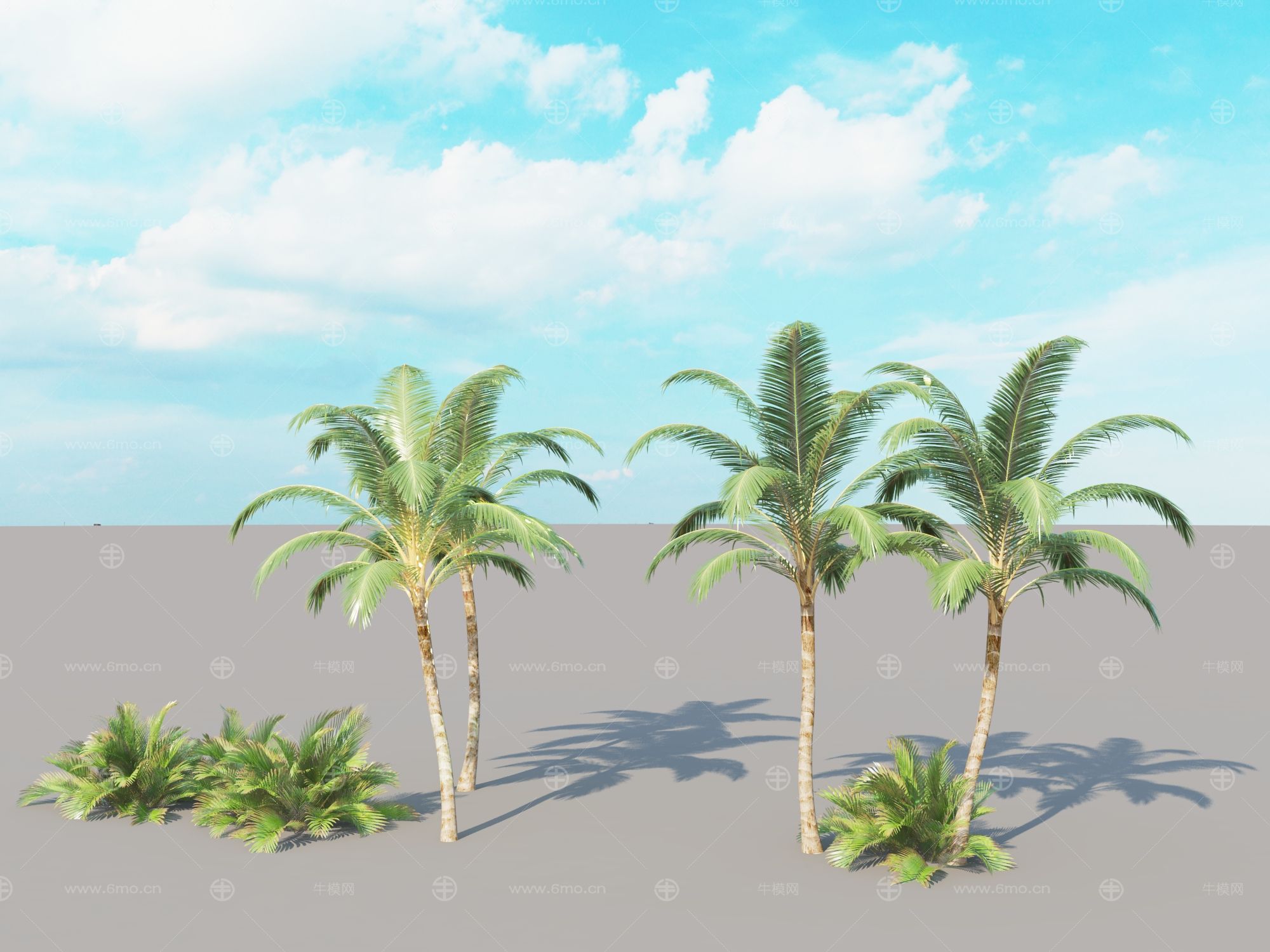 棕榈树