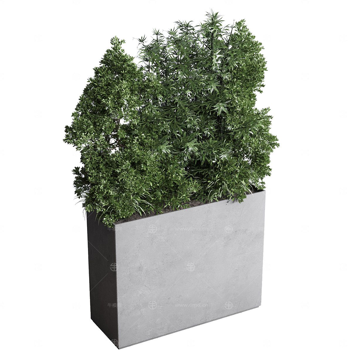 盆景 盆栽 植物 绿植 室内植物 花