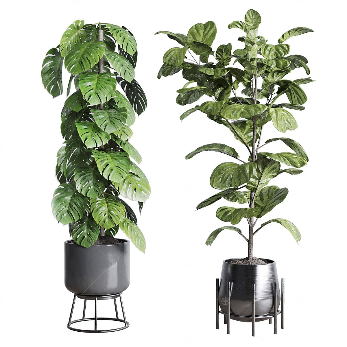 盆景 盆栽 植物 绿植 室内植物 花