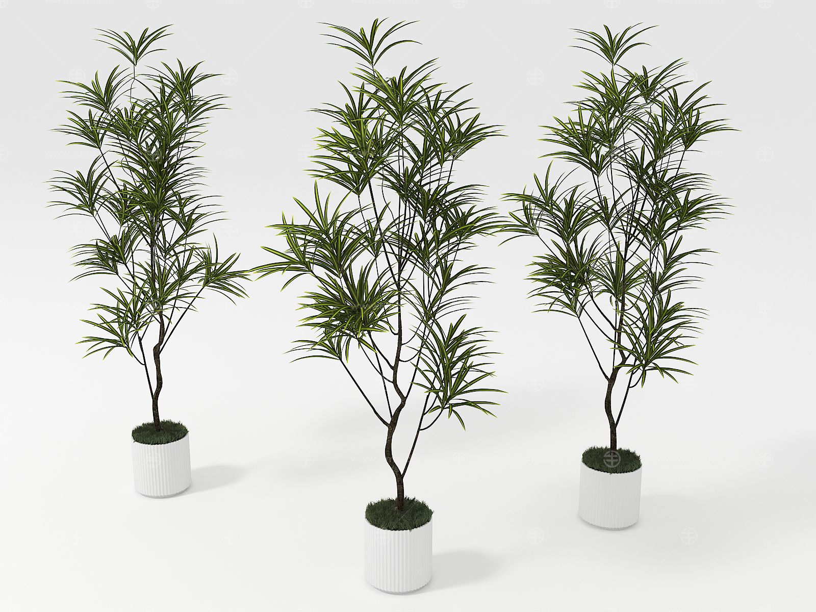 现代植物