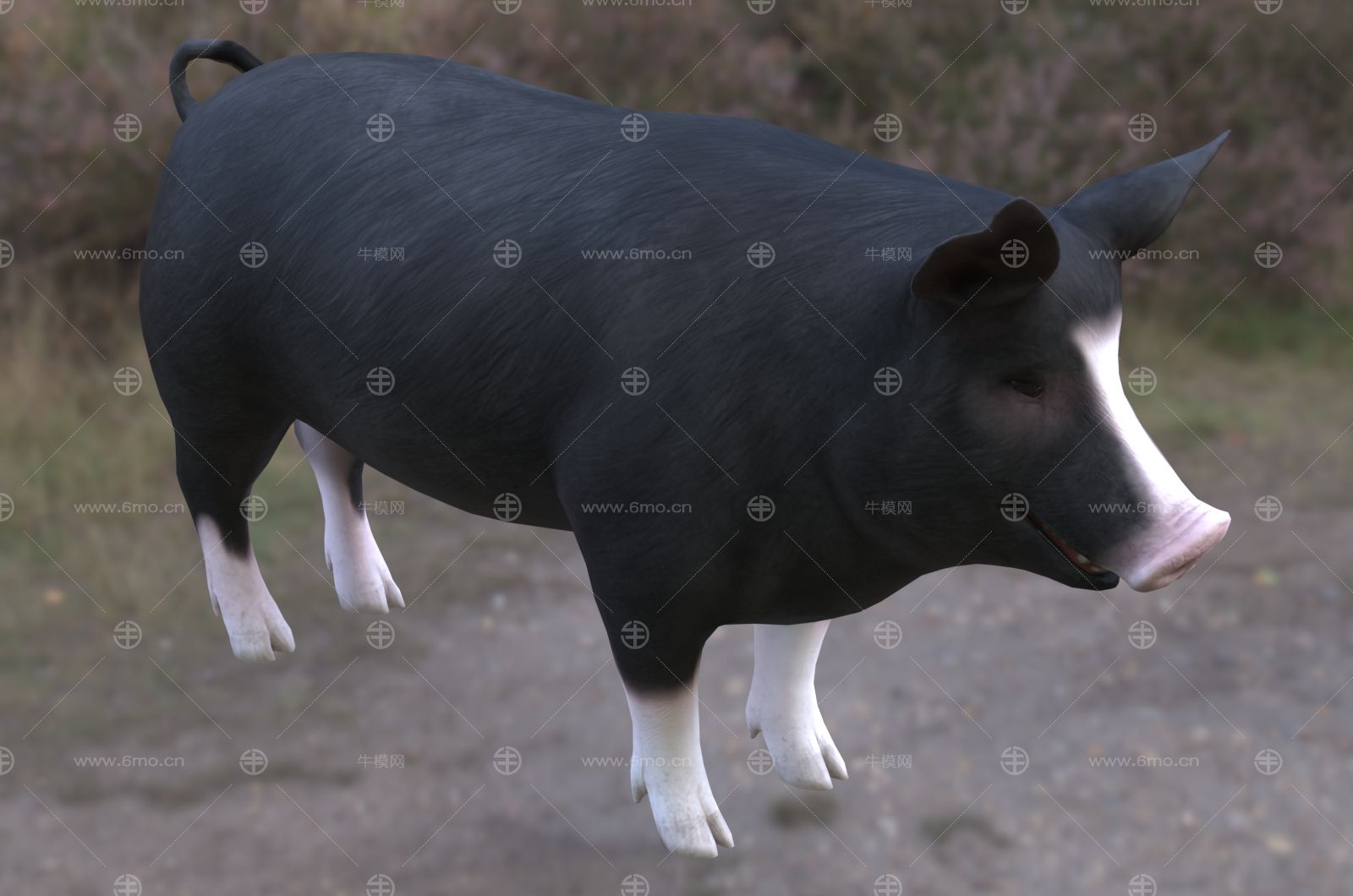 巴克夏猪动物生物