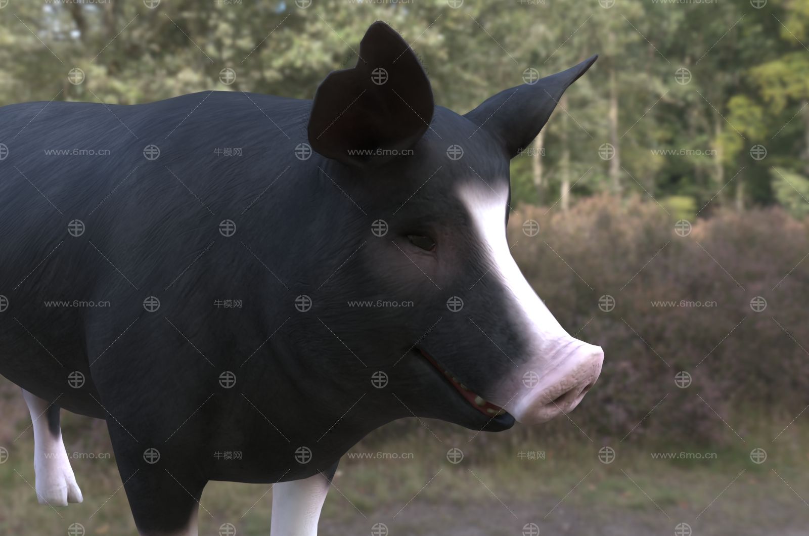 巴克夏猪动物生物