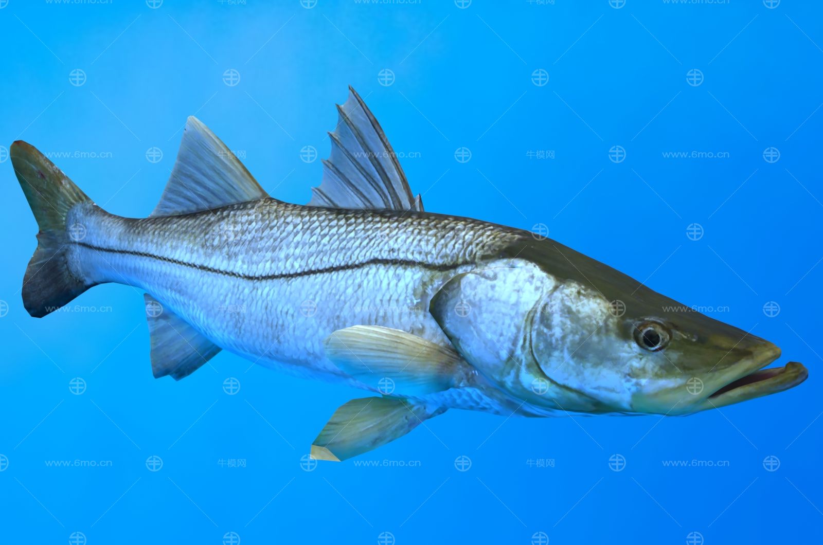 普通斯努克鱼生物动物