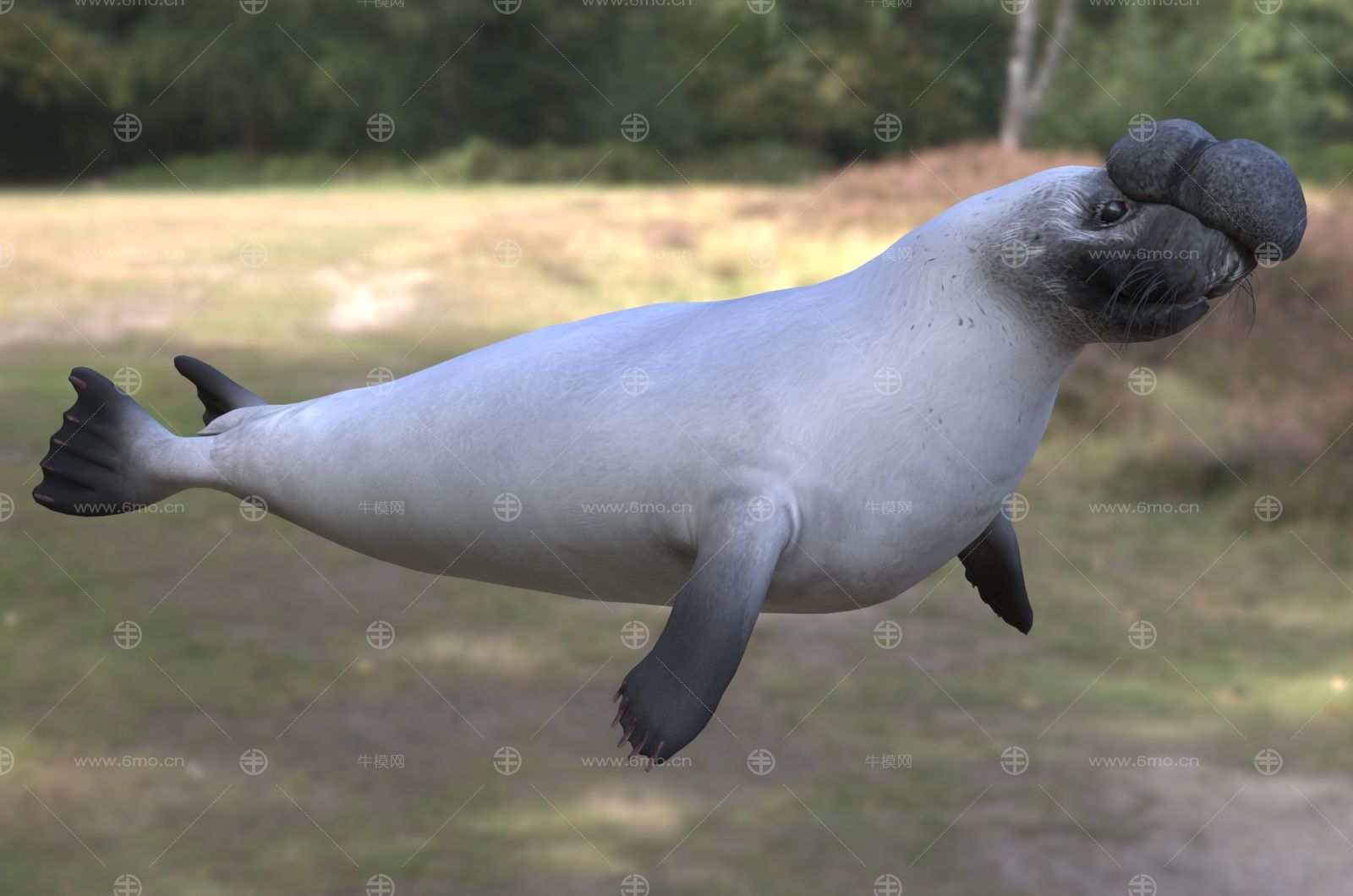冠海豹动物生物