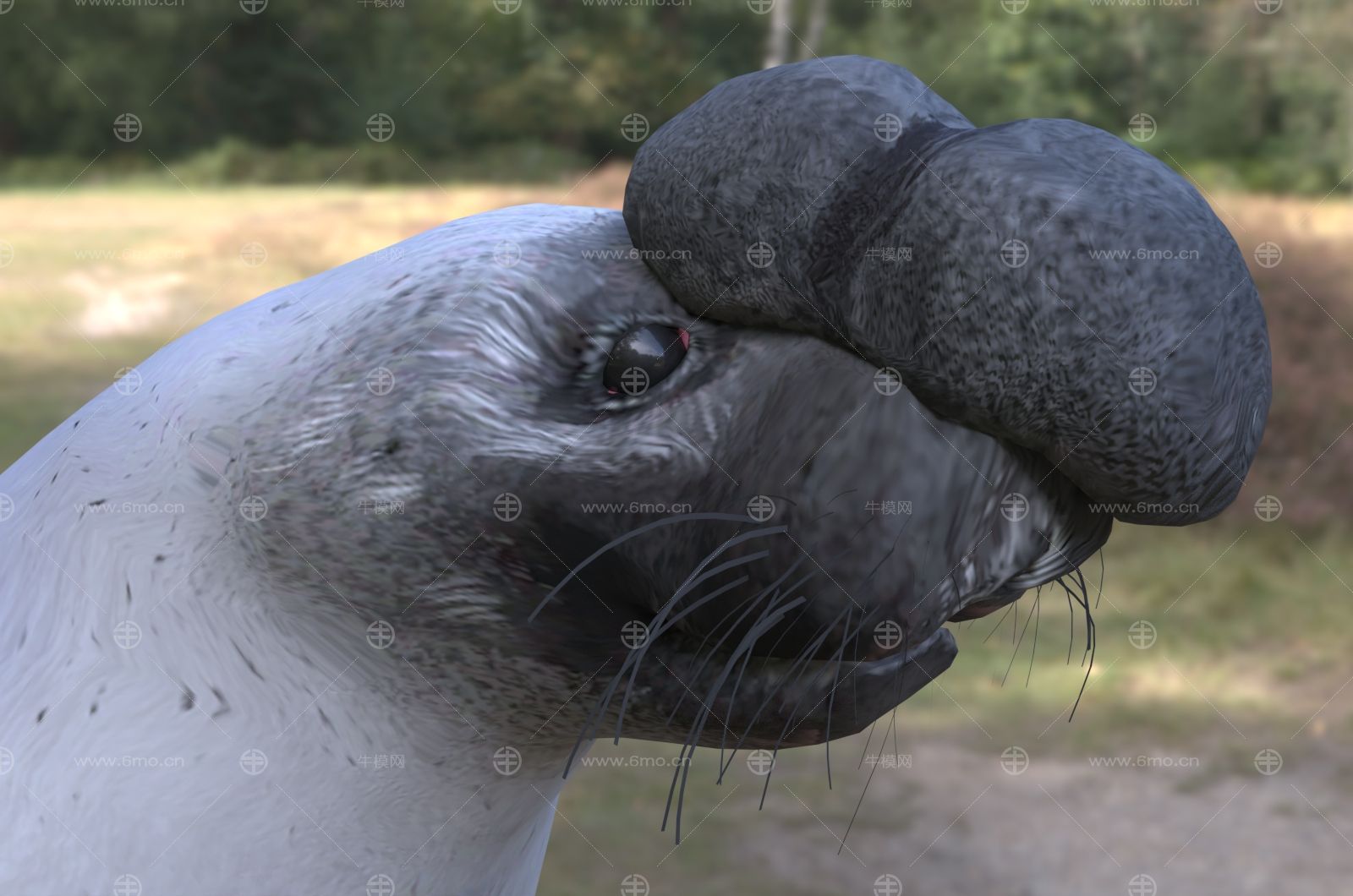 冠海豹动物生物