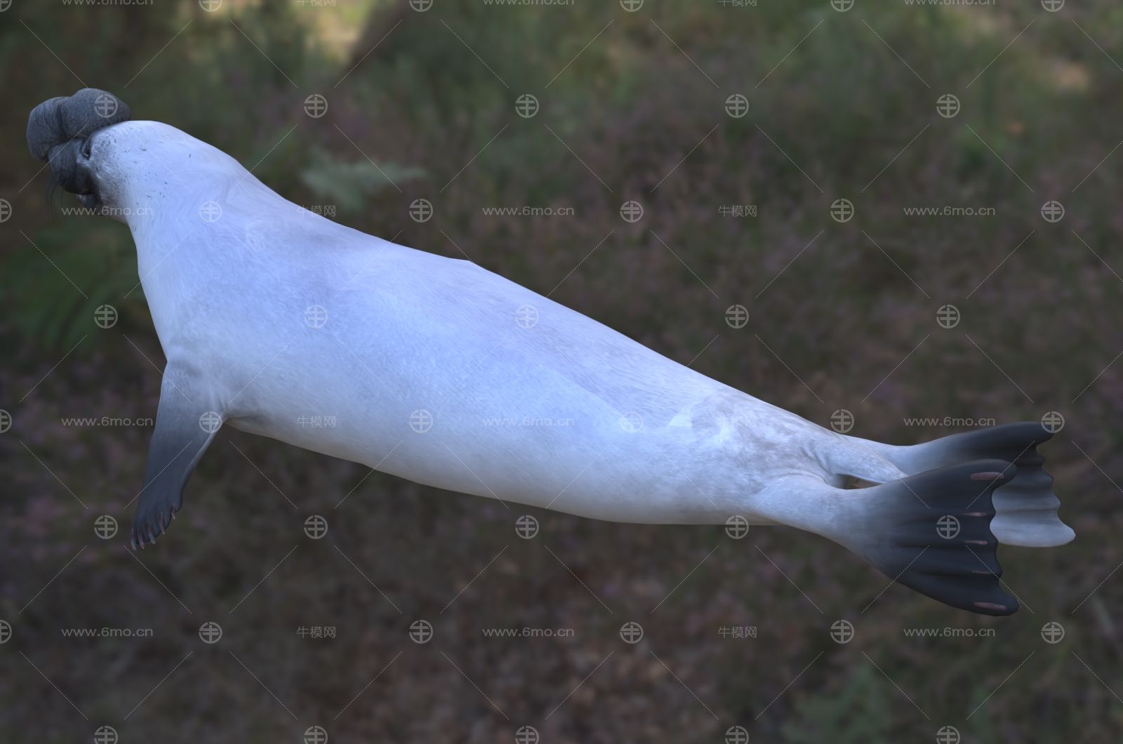冠海豹动物生物