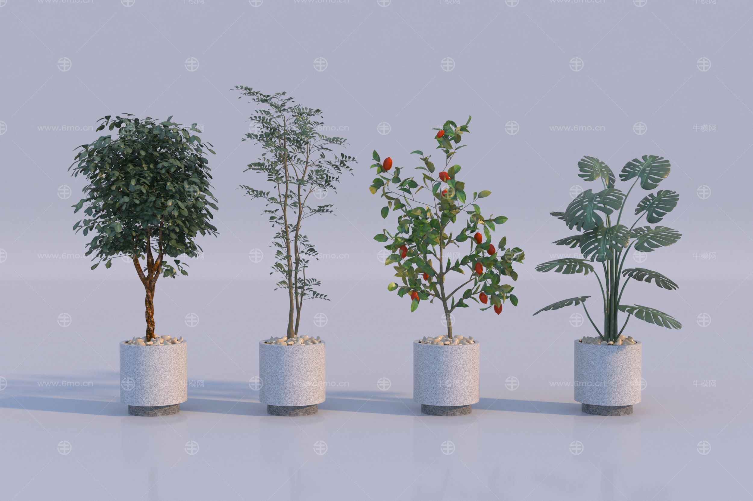 现代植物盆栽组合