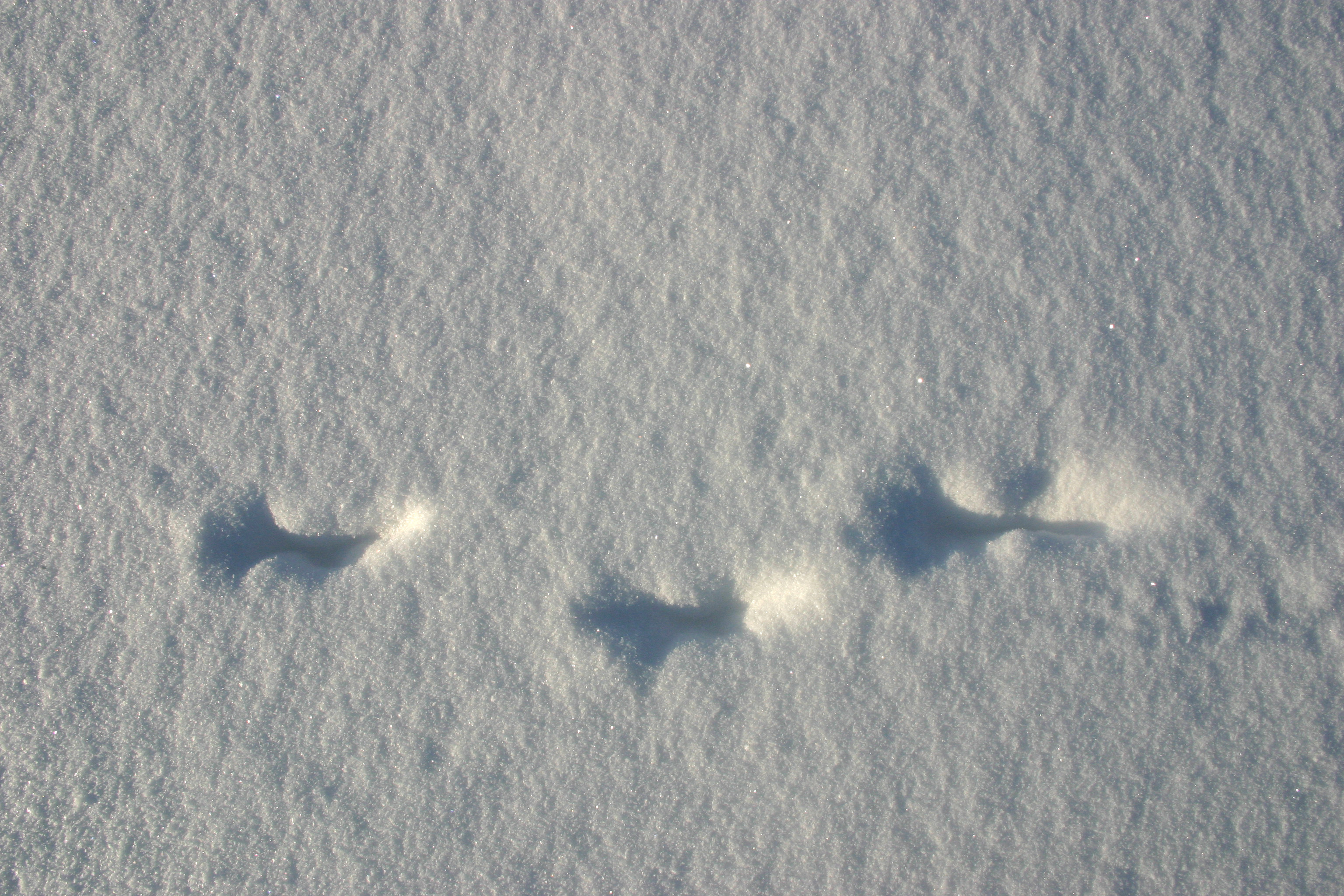 雪地