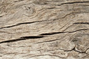 木材,木纹,木材杂