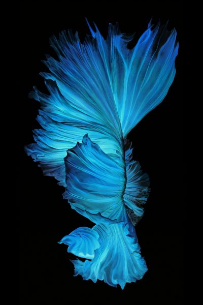 <b>装</b><b>饰</b><b>画</b>花芯挂<b>画</b>