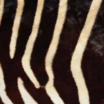 动物皮毛地毯