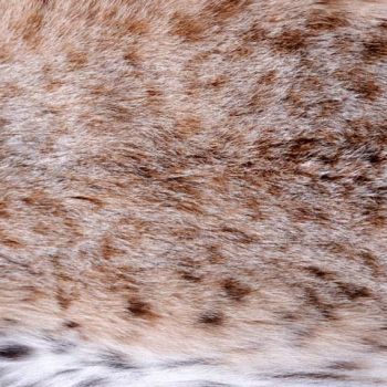 动物皮毛地毯