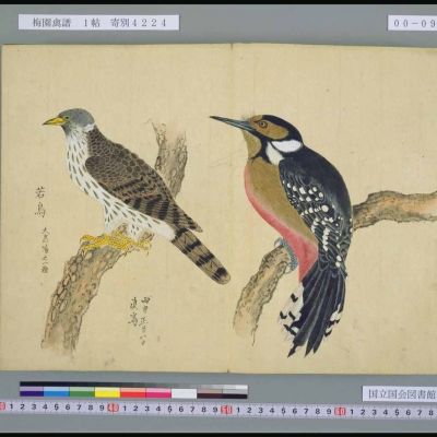 花鸟配色挂画