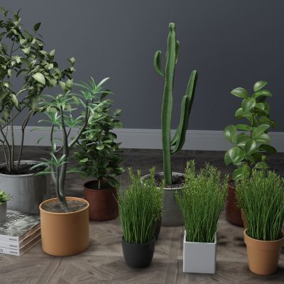  植物，盆栽，花瓶花卉