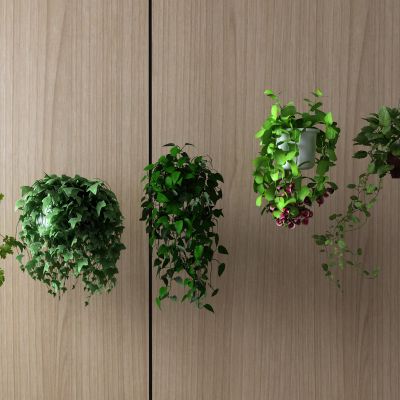  植物，吊篮，花篮