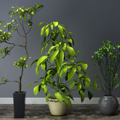  植物，盆栽，盆景