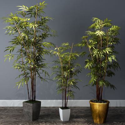  植物，盆栽，盆景