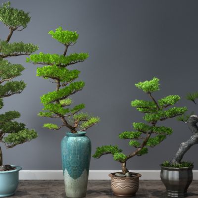  植物，盆栽，盆景