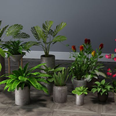  植物，盆栽，花瓶花卉