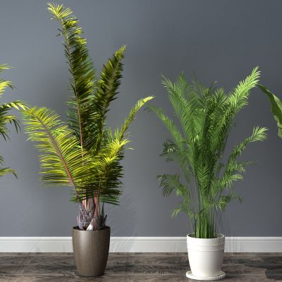  植物，盆栽，盆景