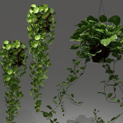 植物，吊篮，花篮