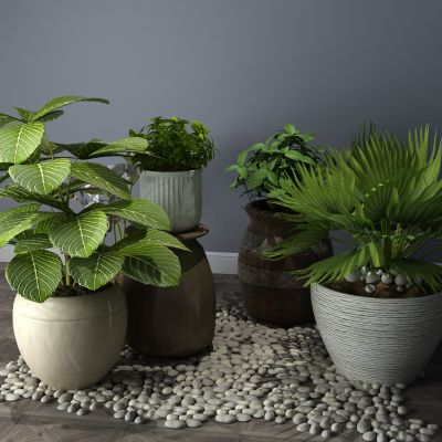  植物，盆栽，花瓶花卉