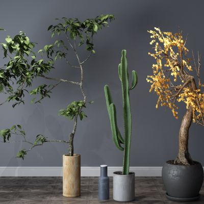  植物，盆栽，盆景