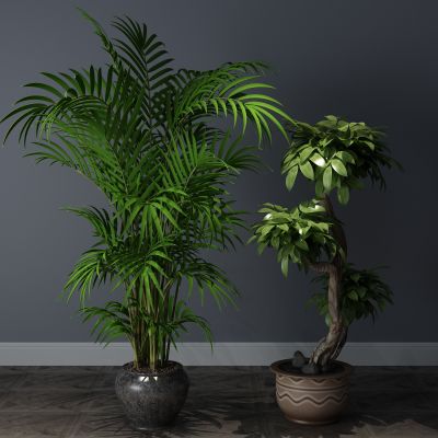  植物，盆栽，盆景