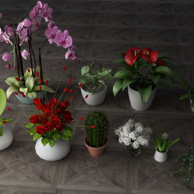  植物，盆栽，花瓶花卉