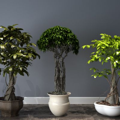  植物，盆栽，盆景