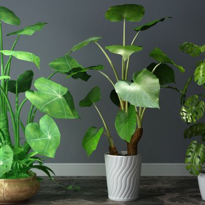  植物，盆栽，盆景