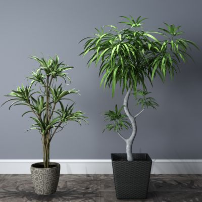  植物，盆栽，盆景