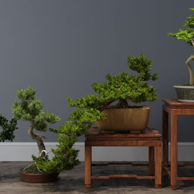  植物，盆栽，盆景