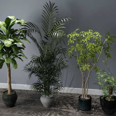 植物，盆景，盆栽