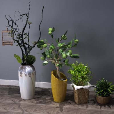 植物，盆景，盆栽