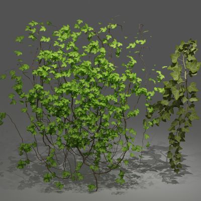 植物，绿植墙 ，藤蔓