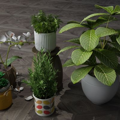 植物，盆景，盆栽