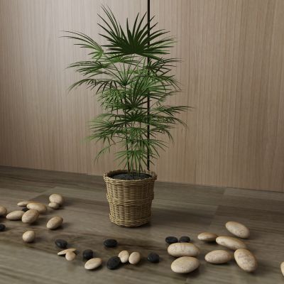 植物，盆景，盆栽