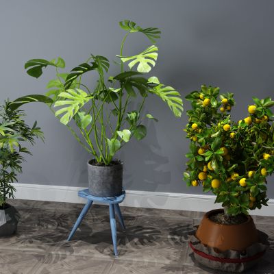 植物，盆景，盆栽