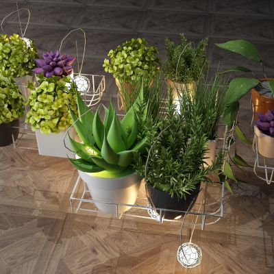 植物，盆景，盆栽